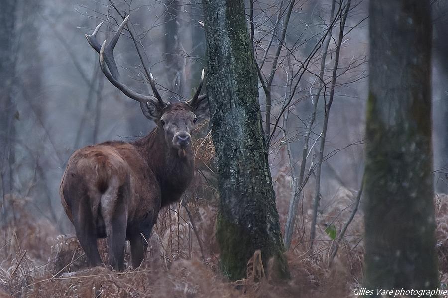 Cerf élaphe