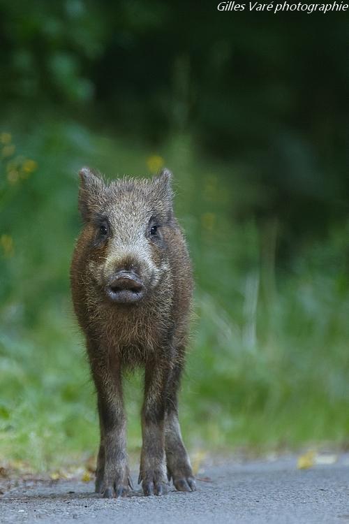 Sanglier