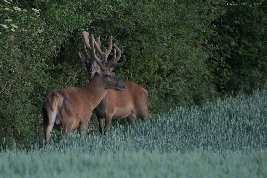 Cerfs élaphes