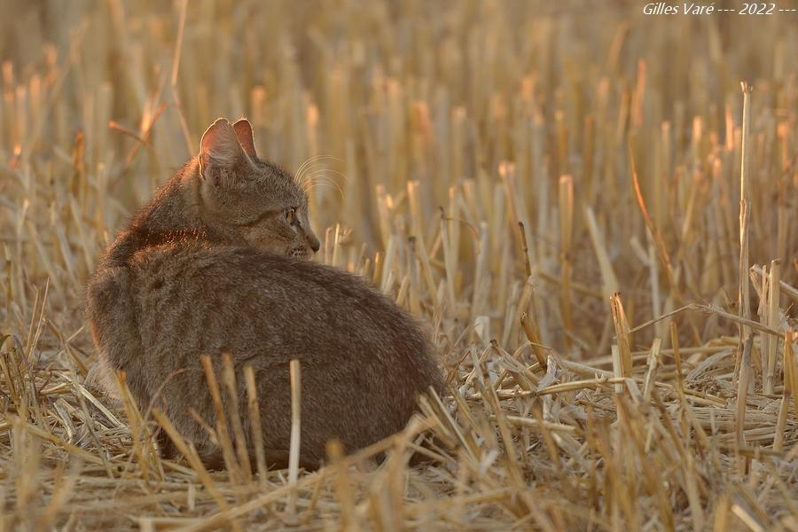 Chat sauvage