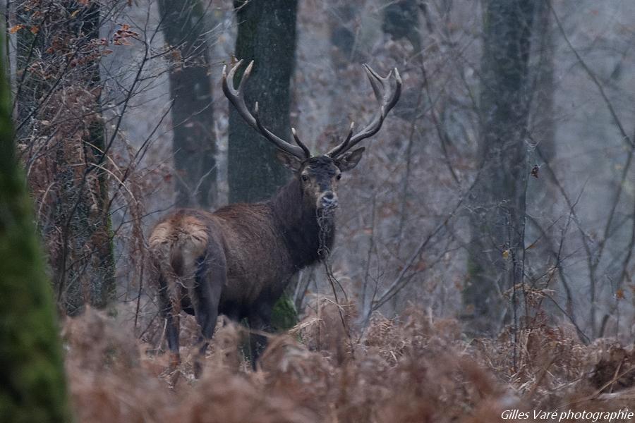 Cerf élaphe