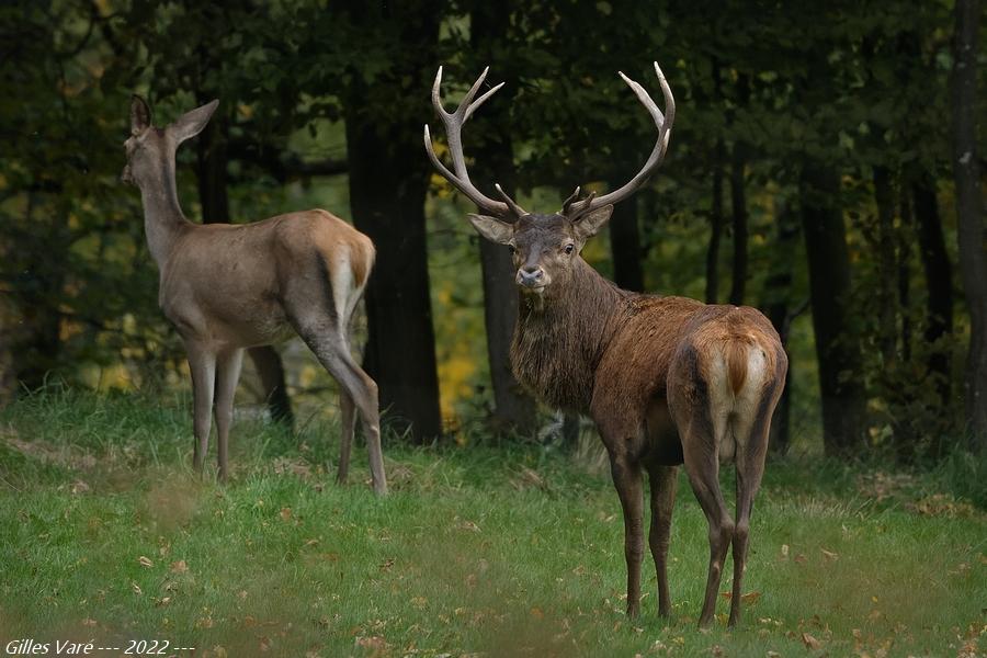 Cerf élaphe