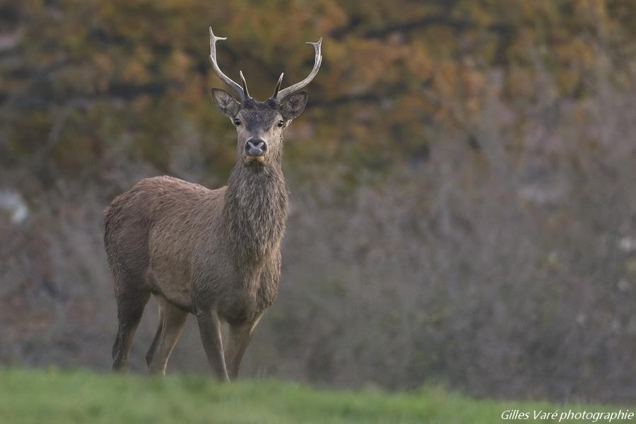 Cerf élaphe