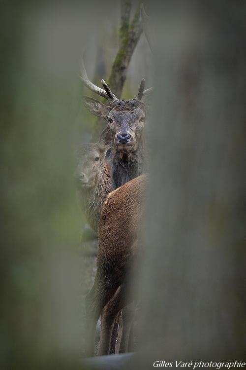 Cerf élaphe