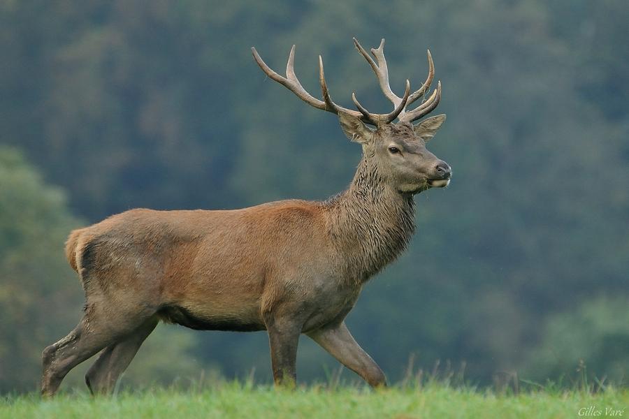 Cerf élaphe