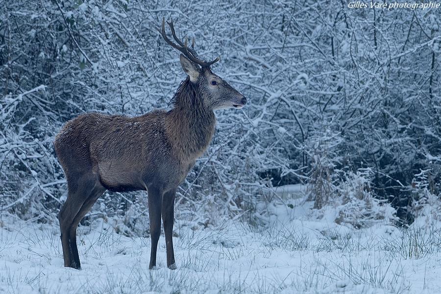 Cerf élaphe