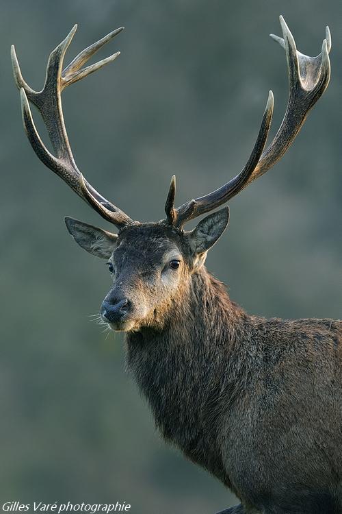 Cerf élaphe