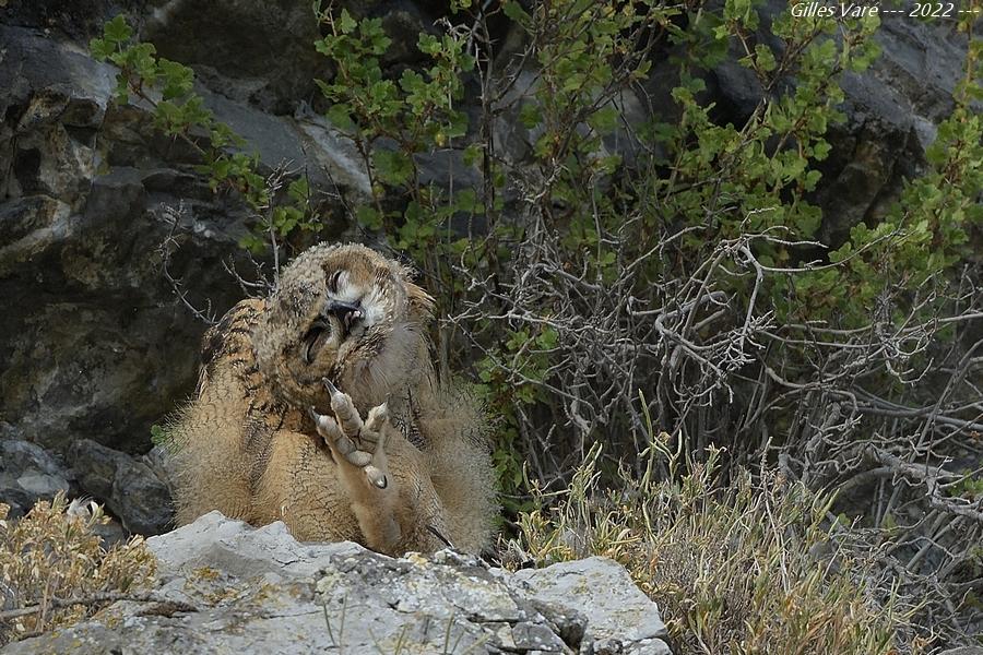 Hibou grand duc