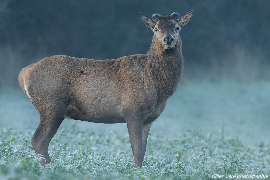 Cerf élaphe