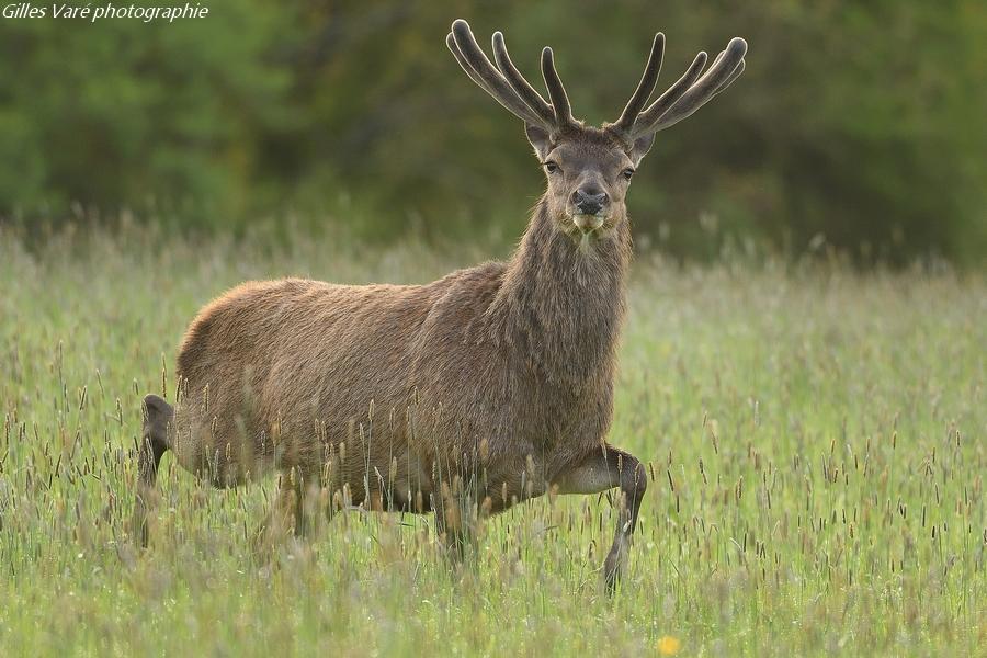 Cerf élaphe