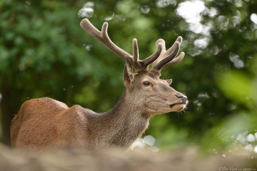 Cerf élaphe