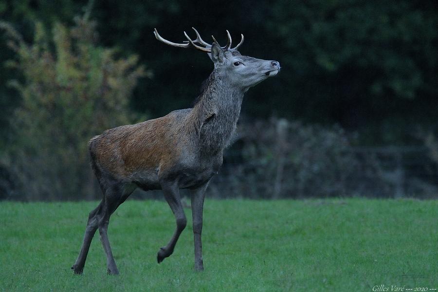 Cerf élaphe