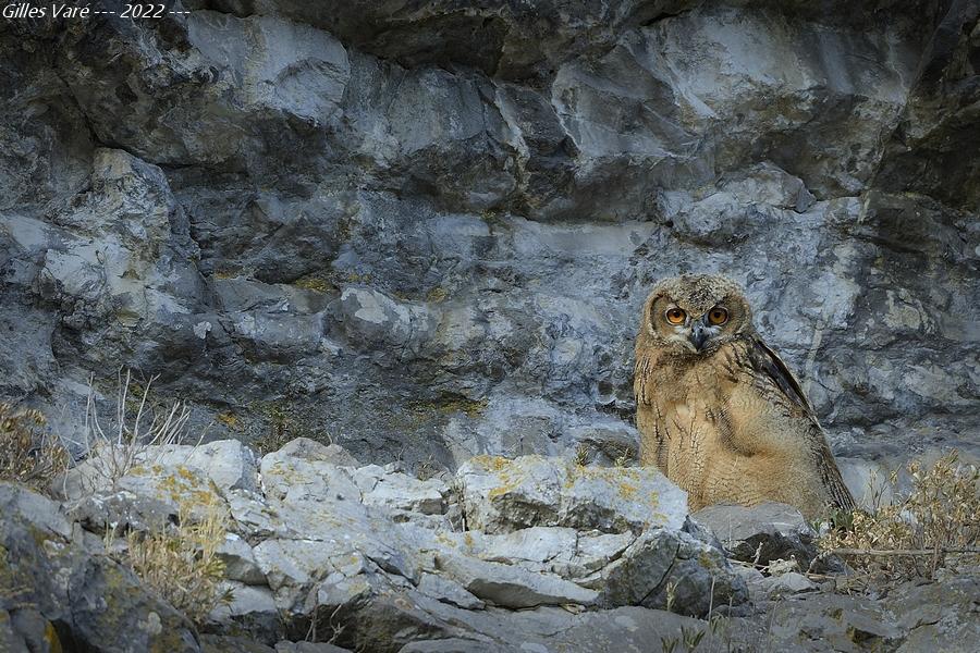 Hibou grand duc