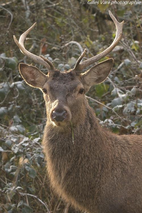 Cerf élaphe