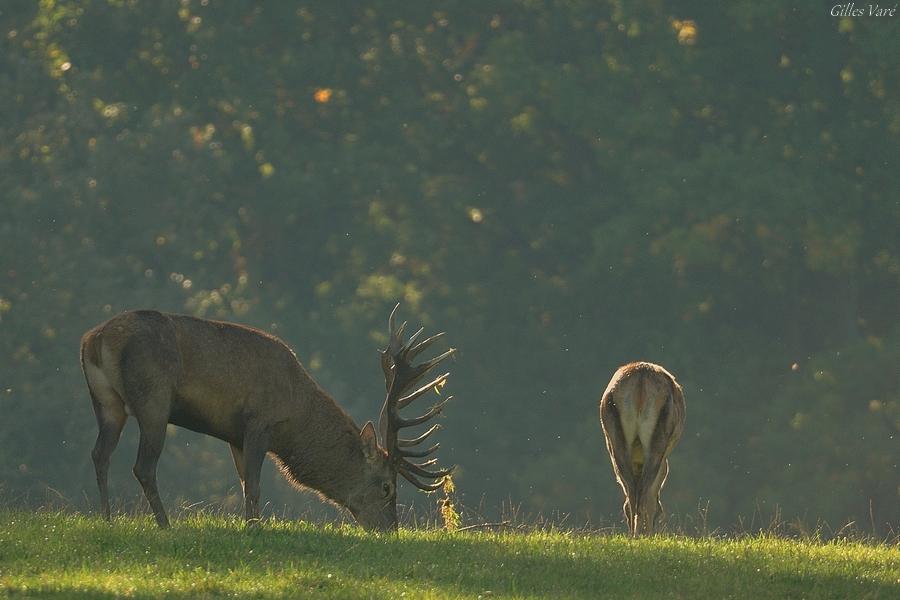 Cerf élaphe