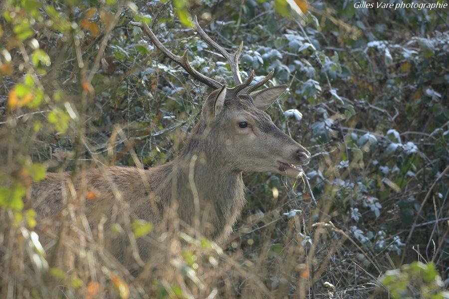 Cerf élaphe