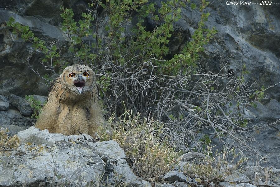 Hibou grand duc