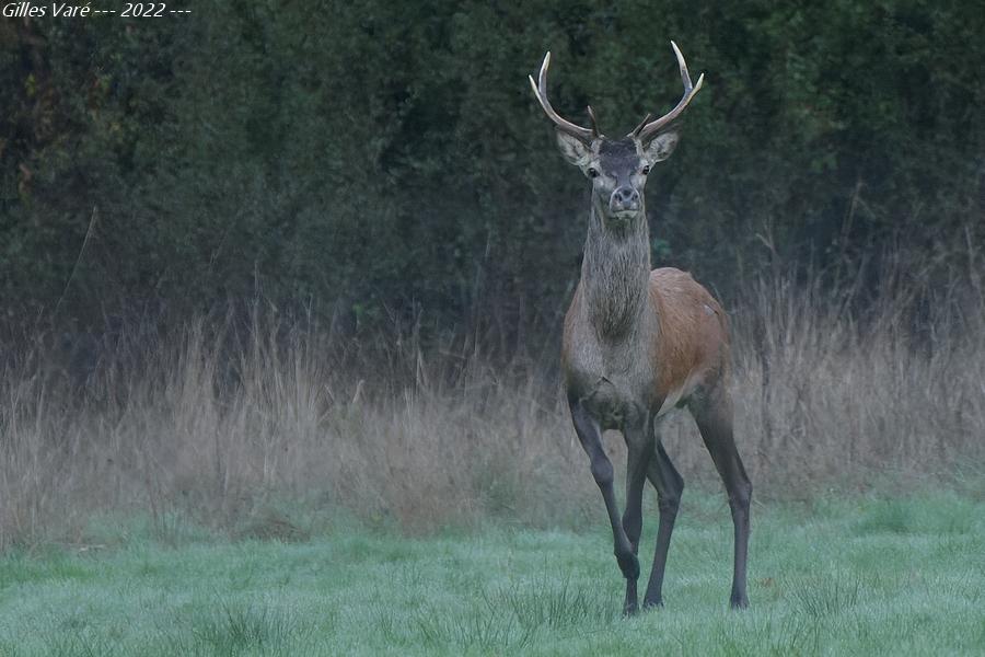 Cerf élaphe