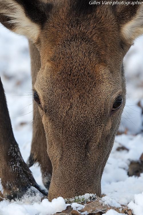 Biche