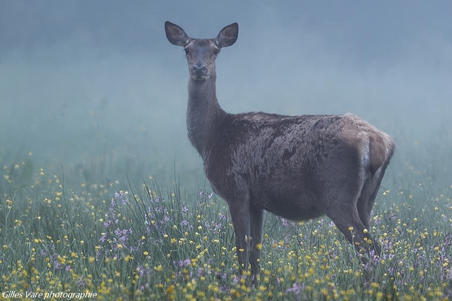 Biche