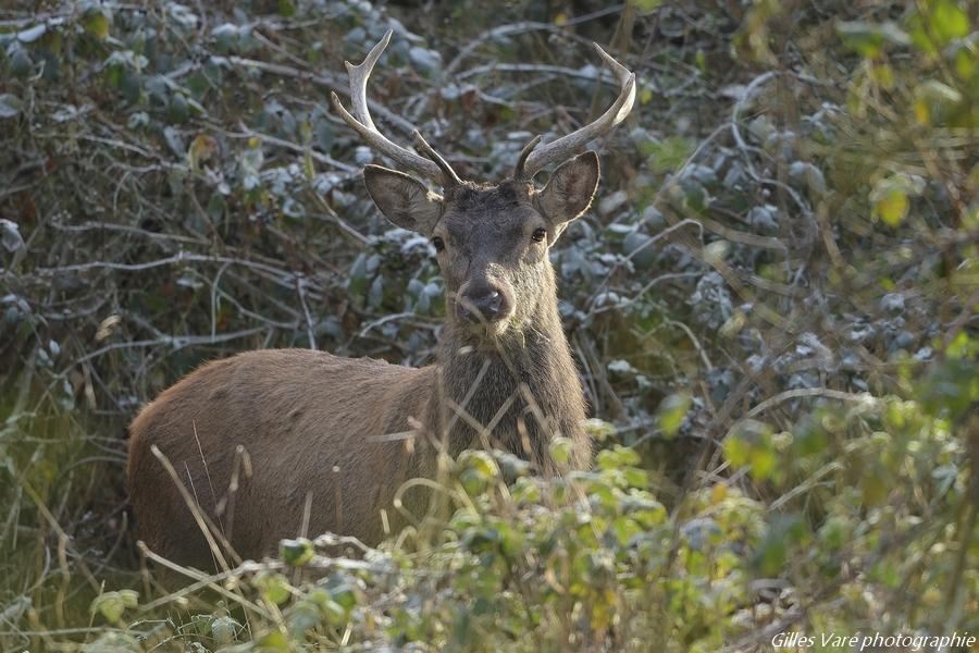 Cerf élaphe