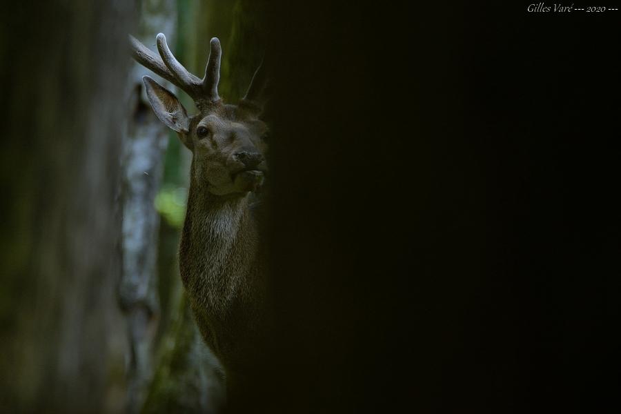 Cerf élaphe