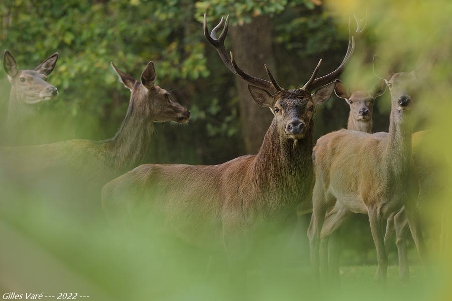 Cerf élaphe