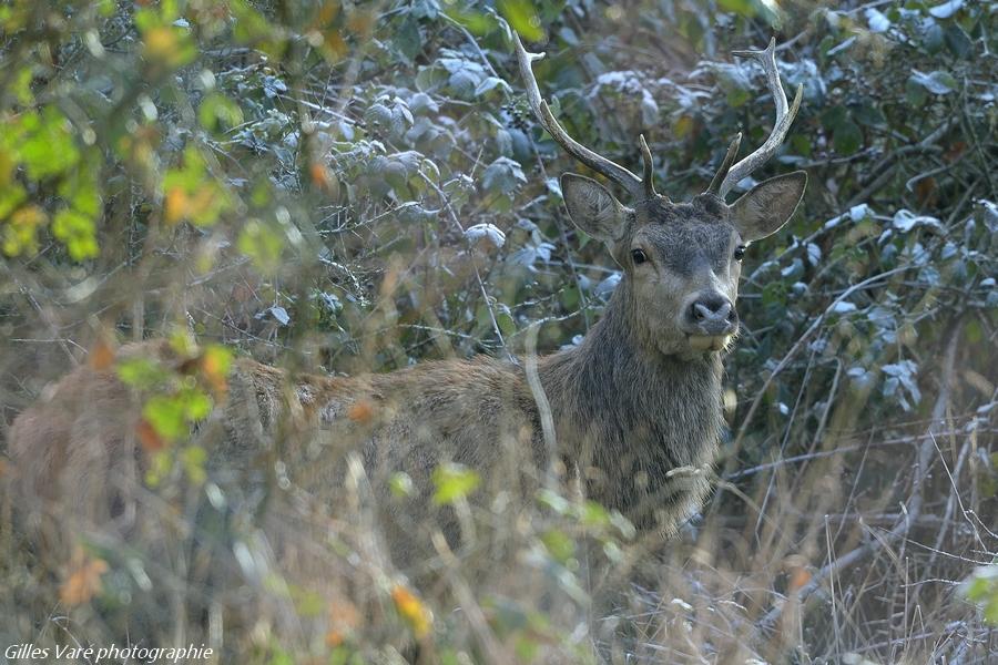 Cerf élaphe