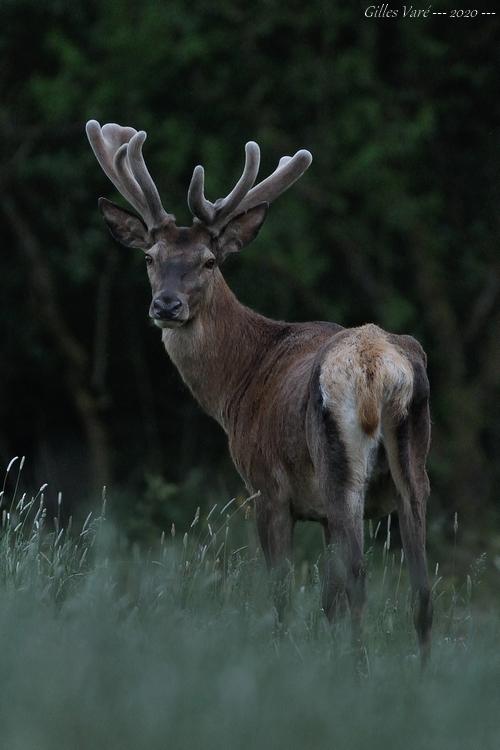 Cerf élaphe