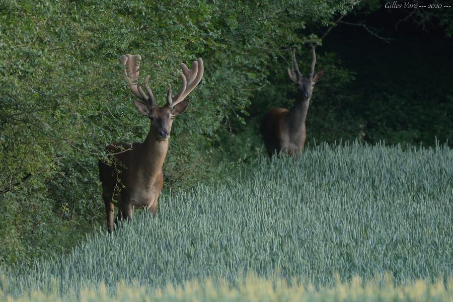 Cerfs élaphes