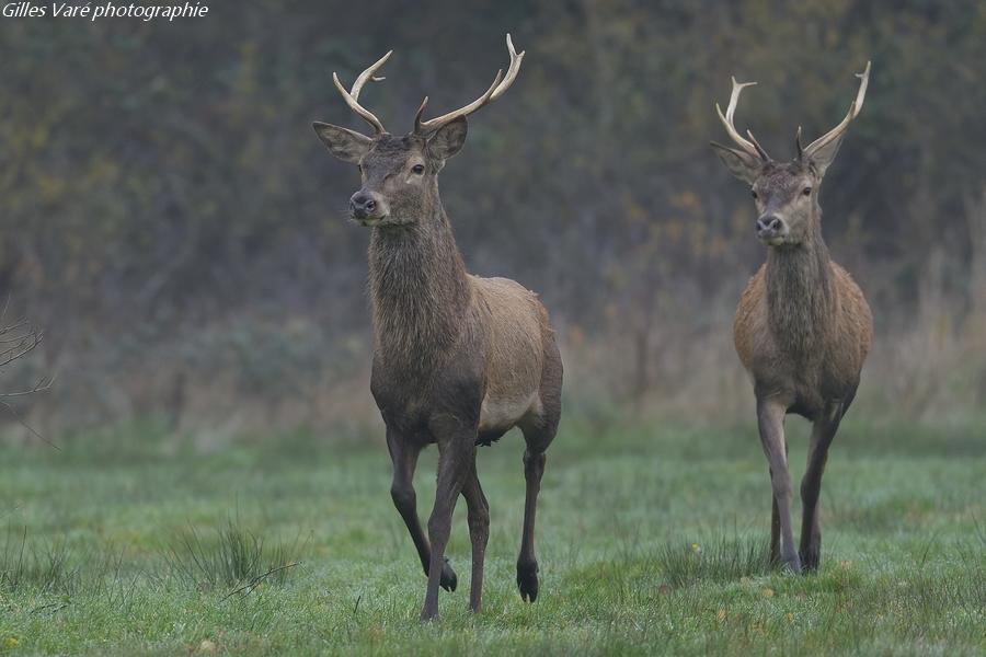 Cerfs élaphes