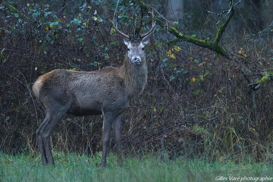 Cerf élaphe