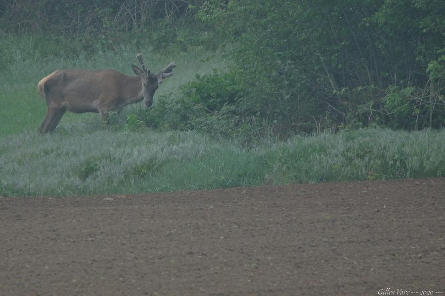 Cerf élaphe