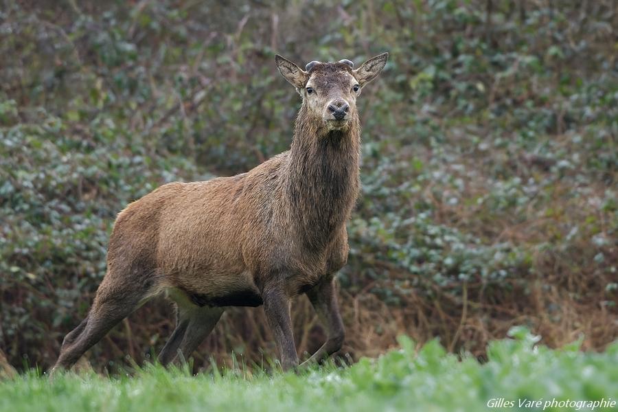 Cerf élaphe