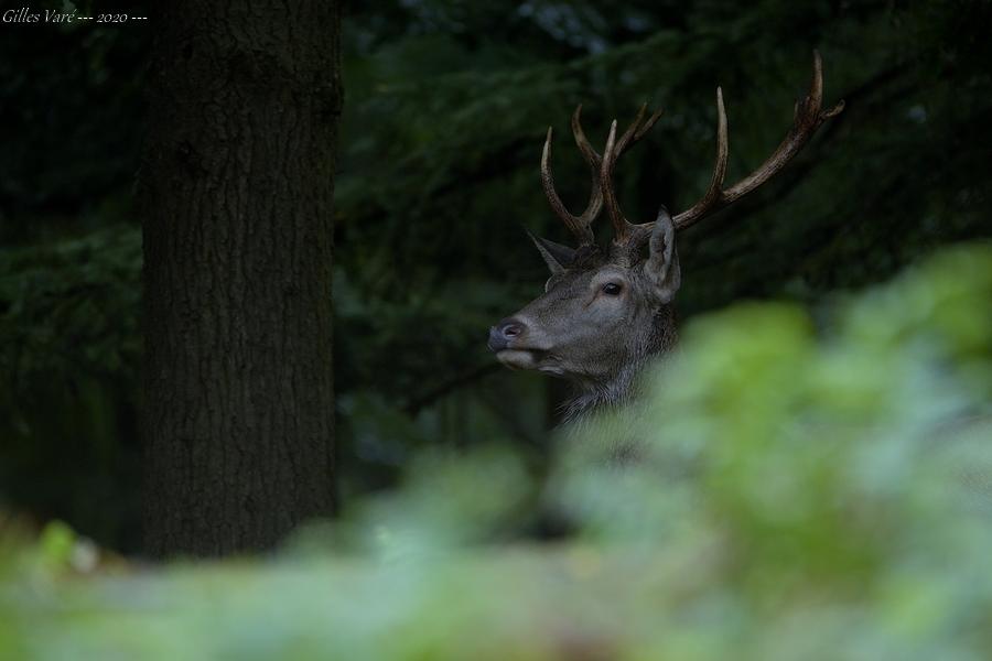 Cerf élaphe