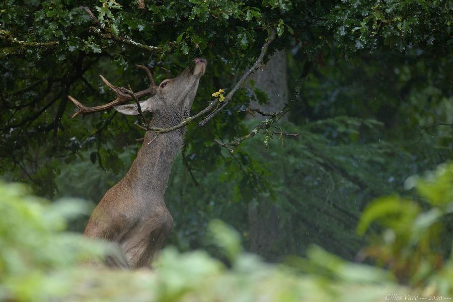 Cerf élaphe