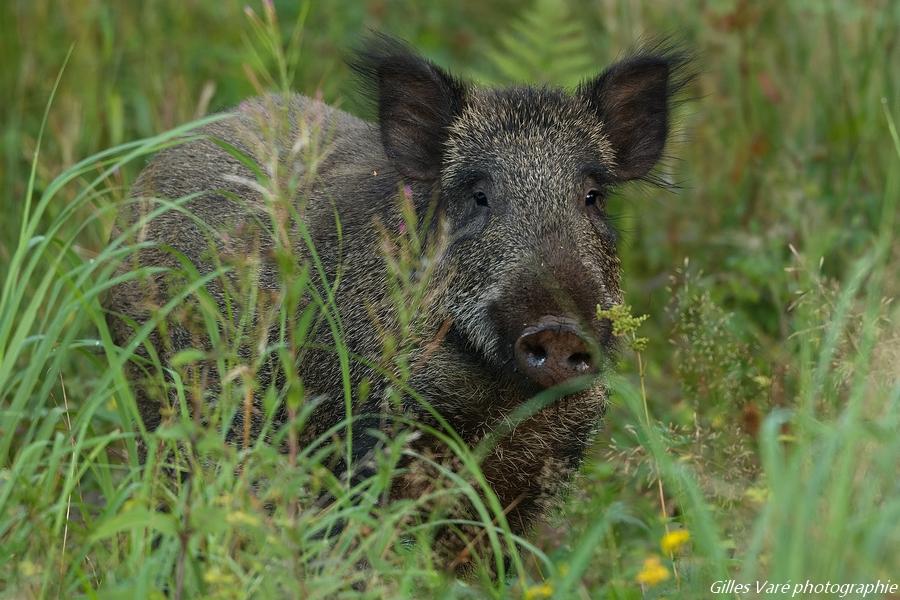 Sanglier