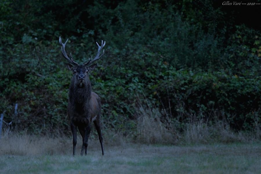 Cerf élaphe