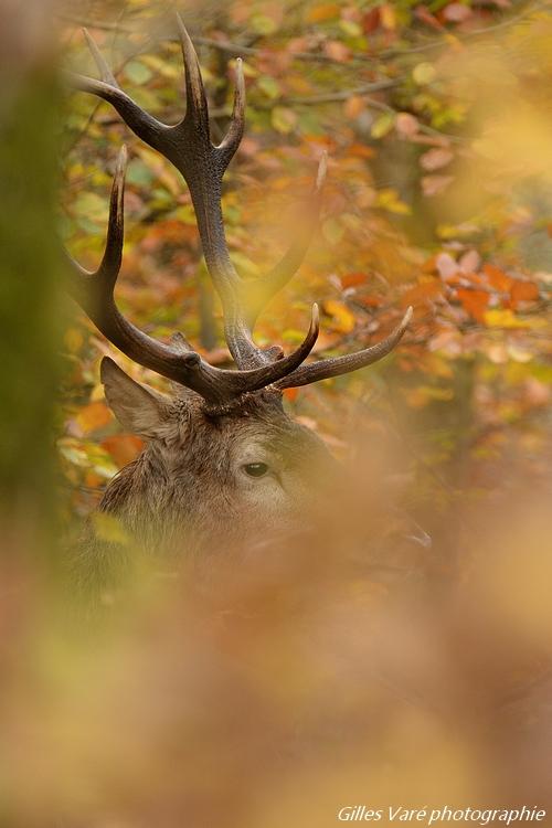 Cerf élaphe