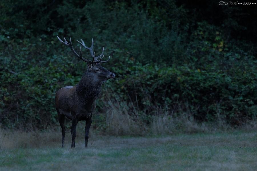 Cerf élaphe