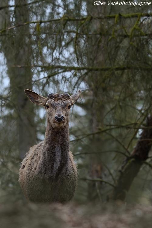 Cerf élaphe