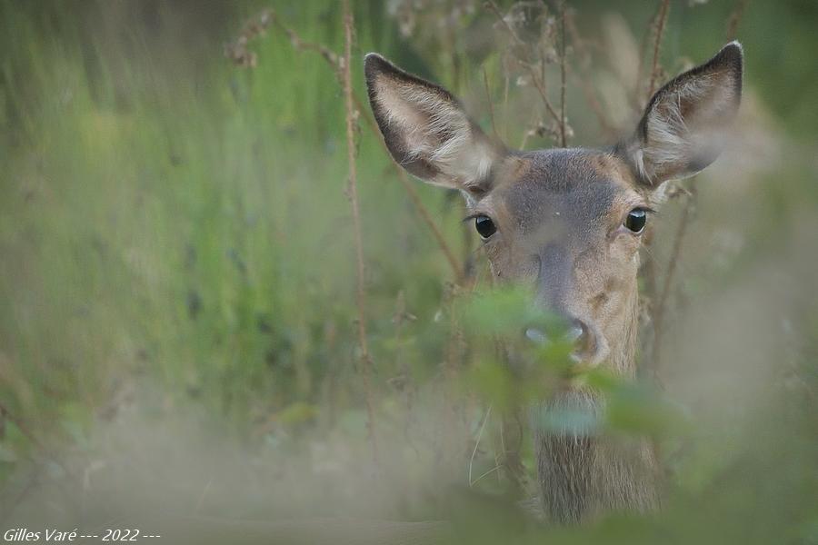 Biche