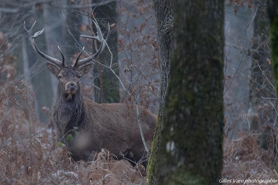 Cerf élaphe