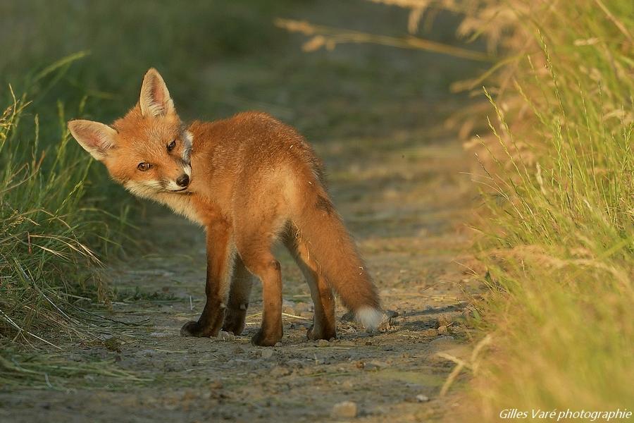 Renard roux