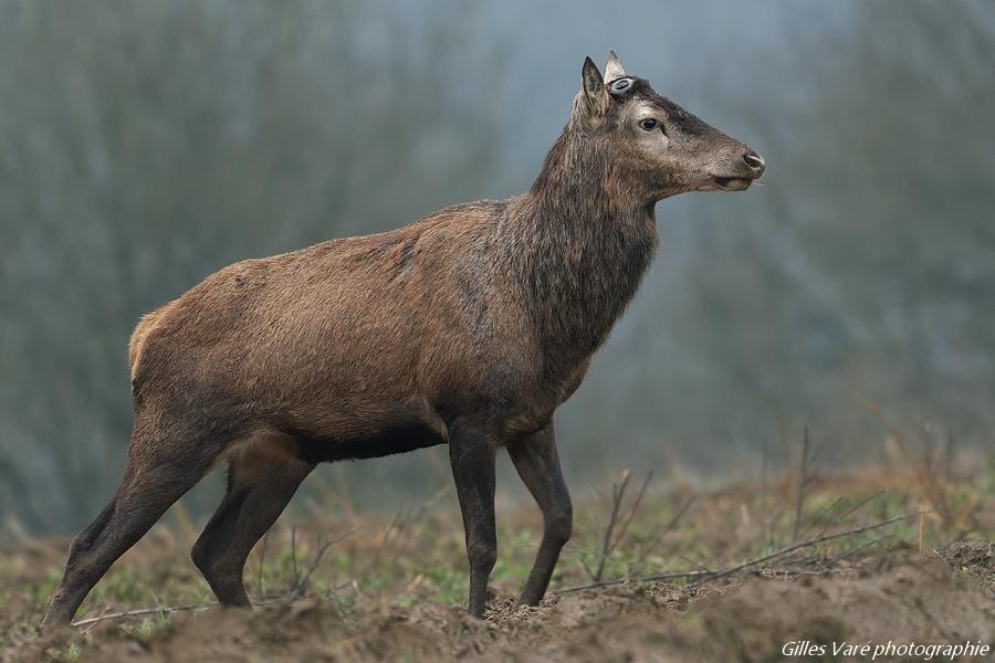 Cerf élaphe