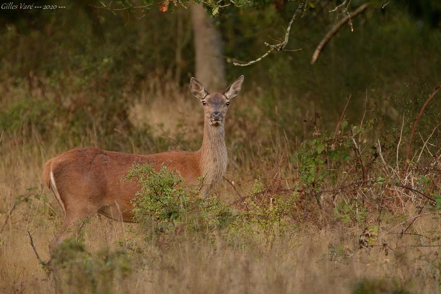 Biche