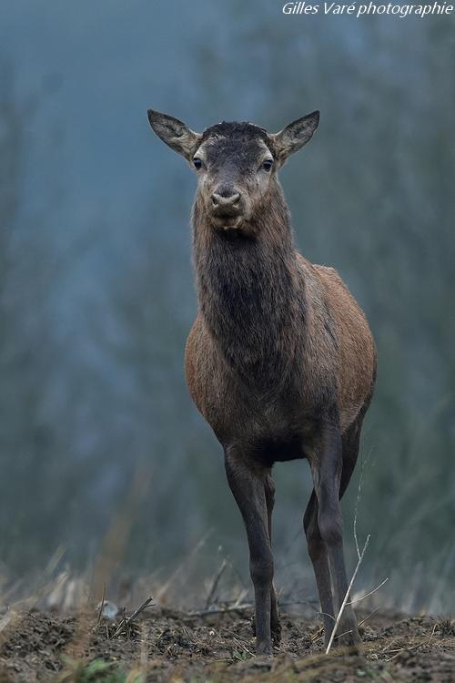 Cerf élaphe