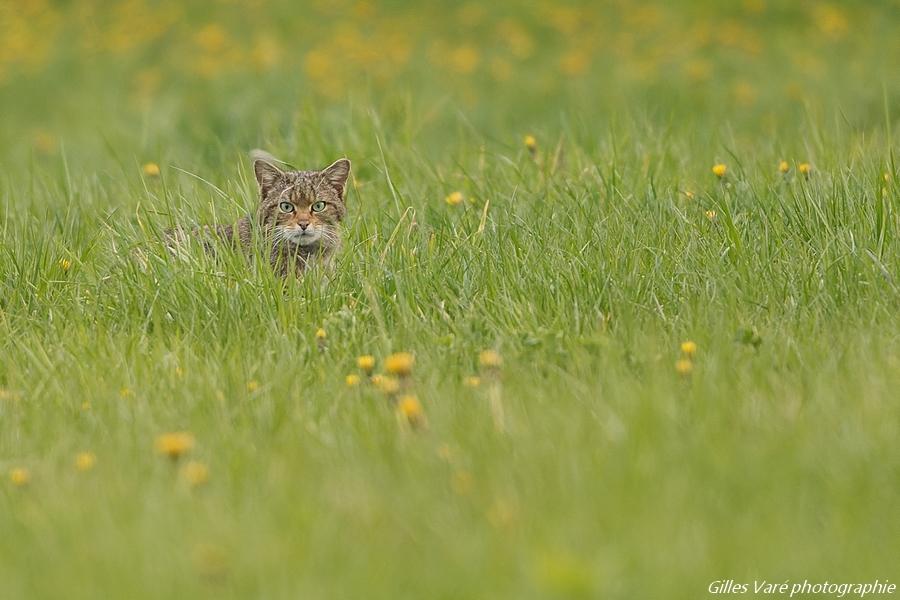 Chat sauvage