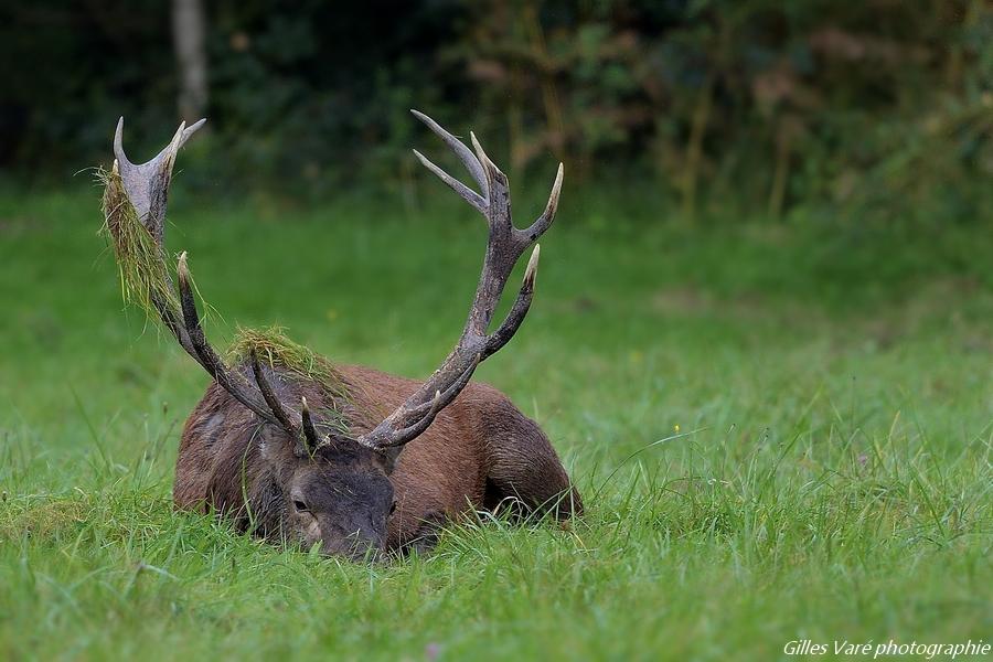 Cerf élaphe