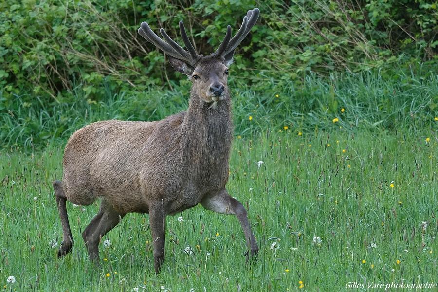 Cerf élaphe